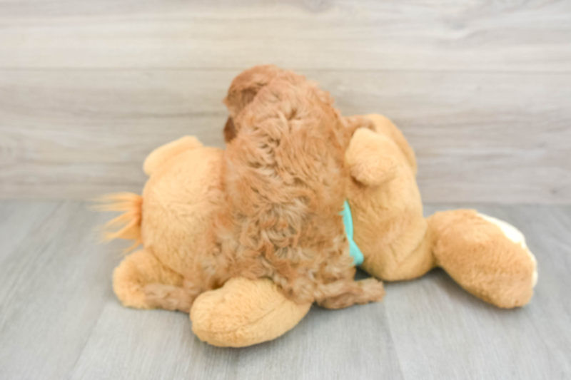 Meet Huck - our Cavapoo Puppy Photo 2/3 - Premier Pups