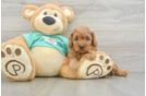 Cavapoo Puppy for Adoption