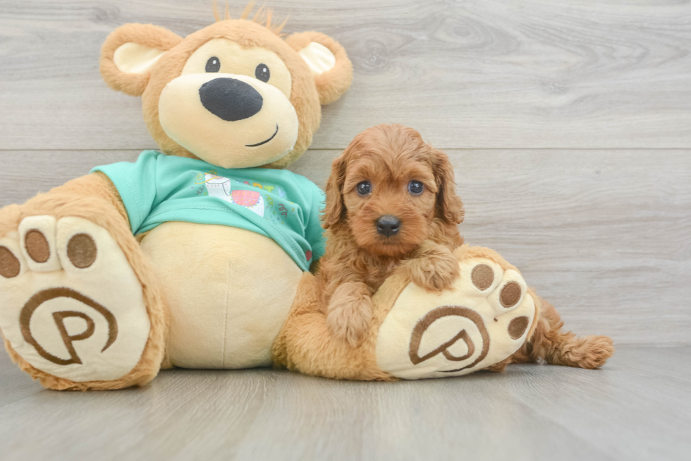 Cavapoo Puppy for Adoption