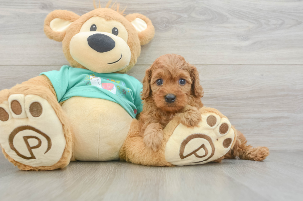 6 week old Cavapoo Puppy For Sale - Premier Pups