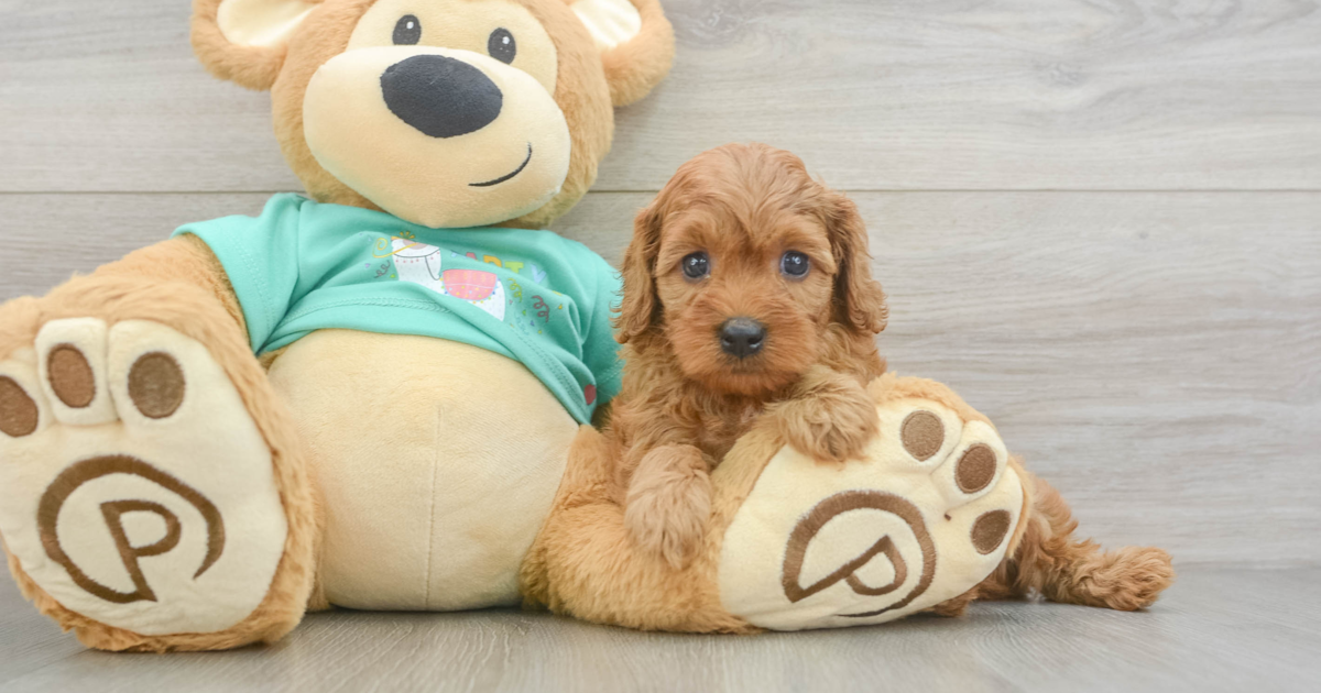 Playful Cavapoo Huck: 4lb 12oz Doodle Puppy