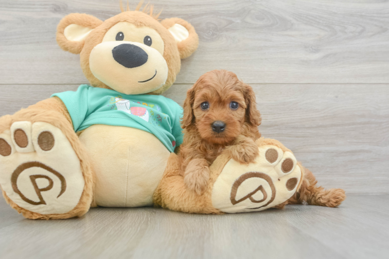 Meet Huck - our Cavapoo Puppy Photo 3/3 - Premier Pups