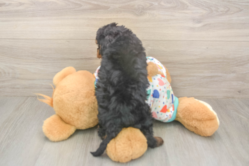 Cavapoo Pup Being Cute
