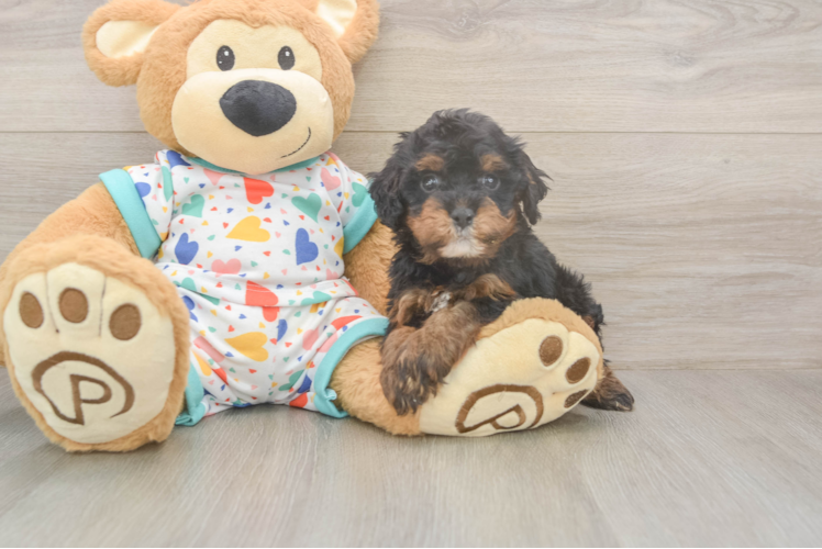 Best Cavapoo Baby