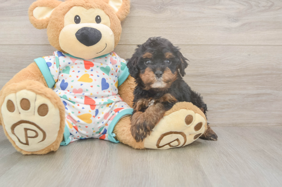 5 week old Cavapoo Puppy For Sale - Premier Pups
