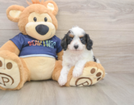 9 week old Cavapoo Puppy For Sale - Premier Pups