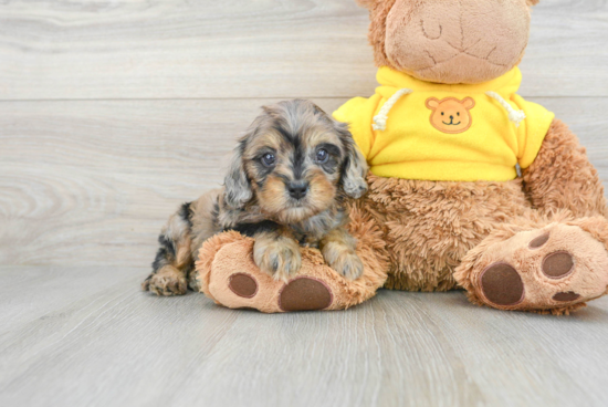 Friendly Cavapoo Baby