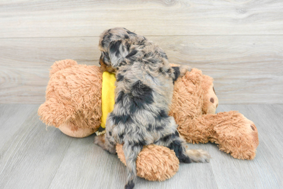 Cavapoo Puppy for Adoption