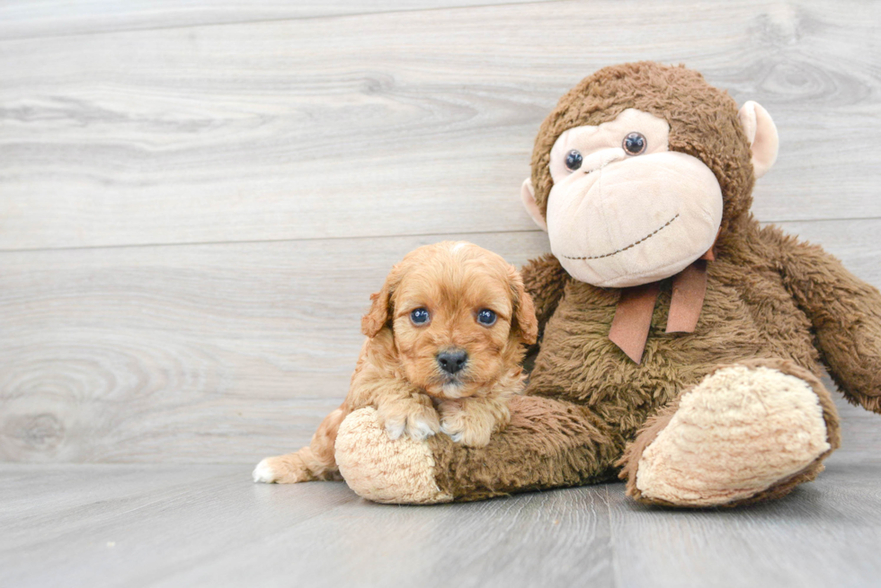 Adorable Cavoodle Poodle Mix Puppy