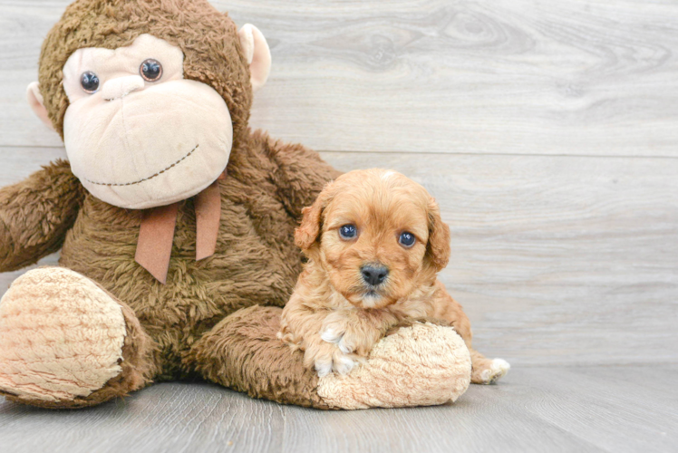 Adorable Cavoodle Poodle Mix Puppy