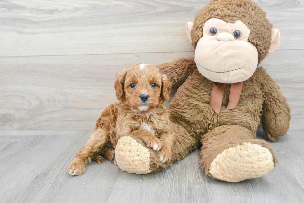 Hypoallergenic Cavoodle Poodle Mix Puppy