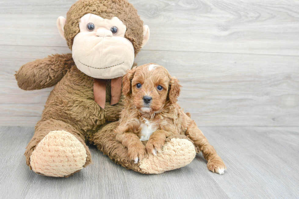 Cavapoo Puppy for Adoption