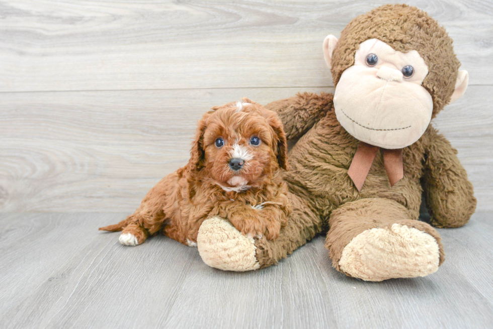 Playful Cavoodle Poodle Mix Puppy