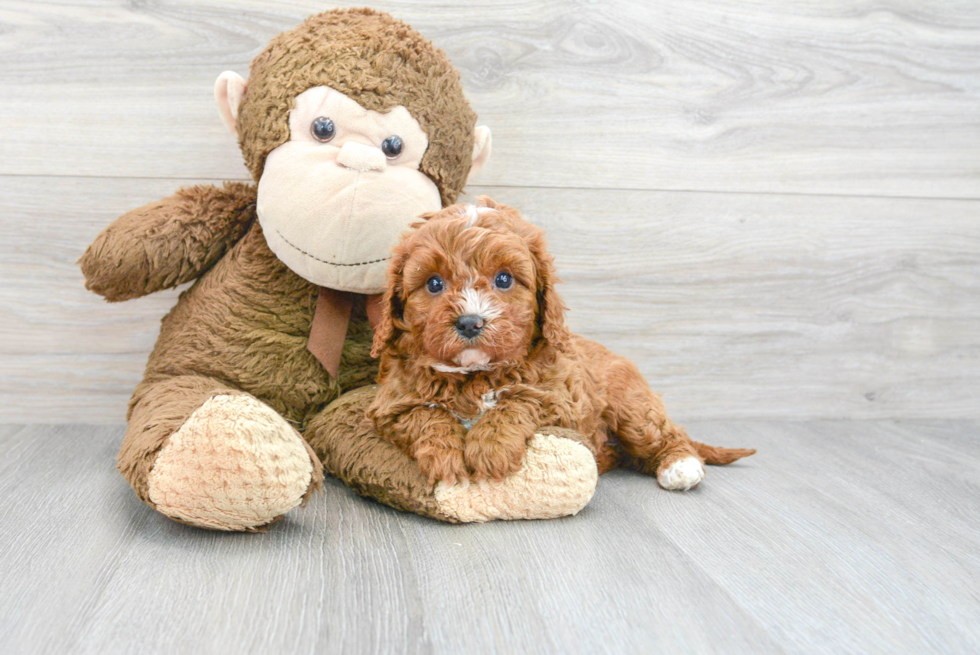 Funny Cavapoo Poodle Mix Pup