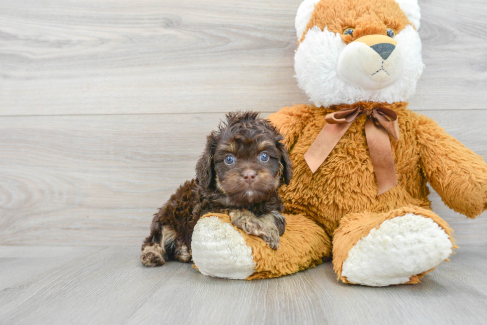 Adorable Cavoodle Poodle Mix Puppy