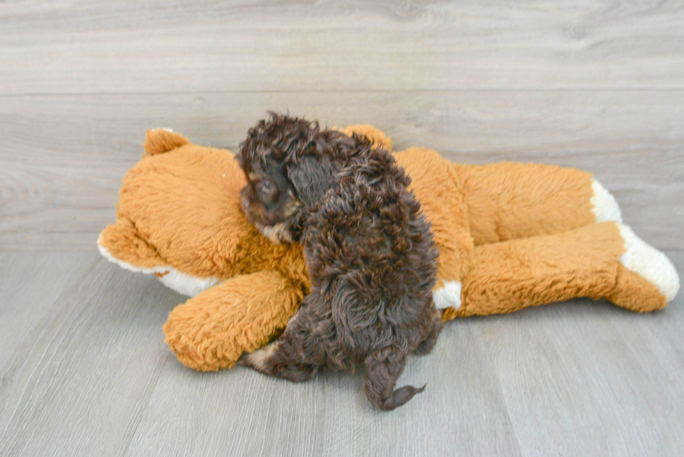 Happy Cavapoo Baby