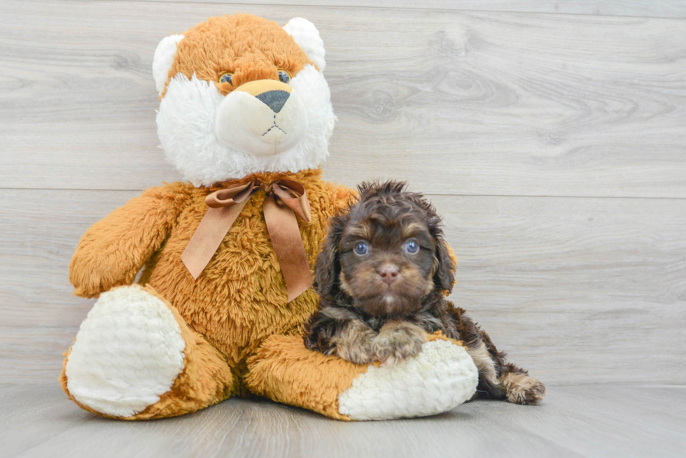 Popular Cavapoo Poodle Mix Pup