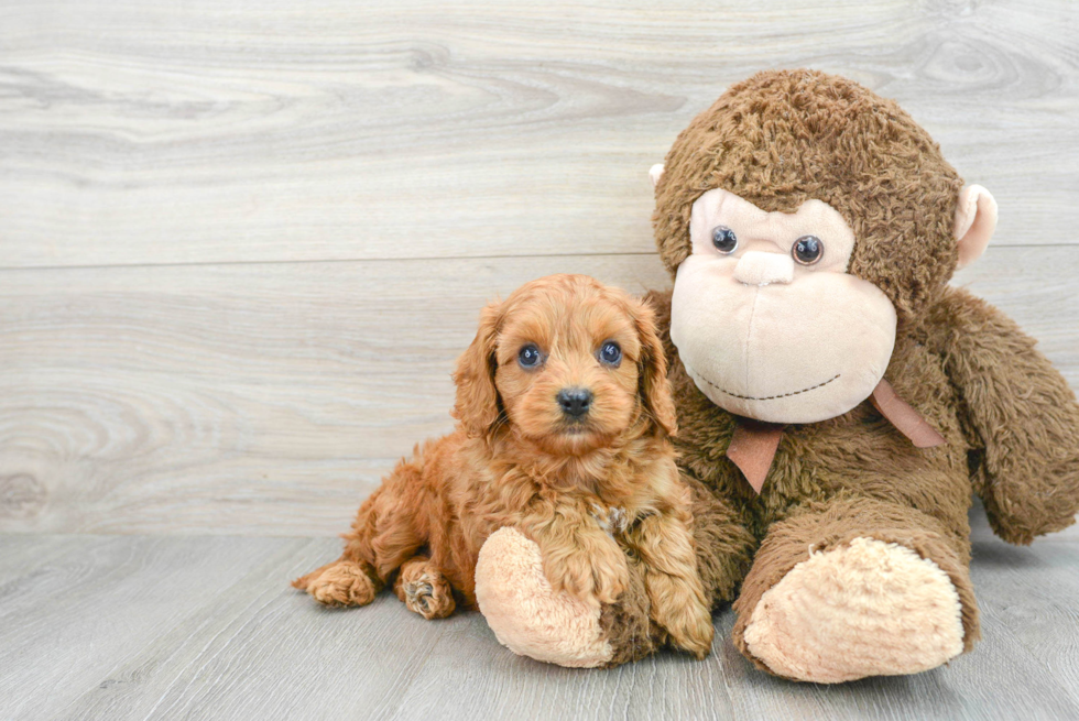 Smart Cavapoo Poodle Mix Pup