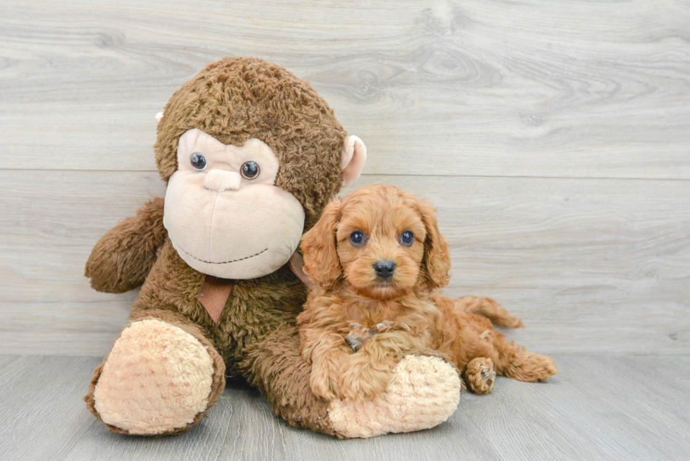 Smart Cavapoo Poodle Mix Pup