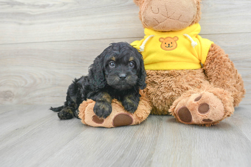 Cavapoo Pup Being Cute