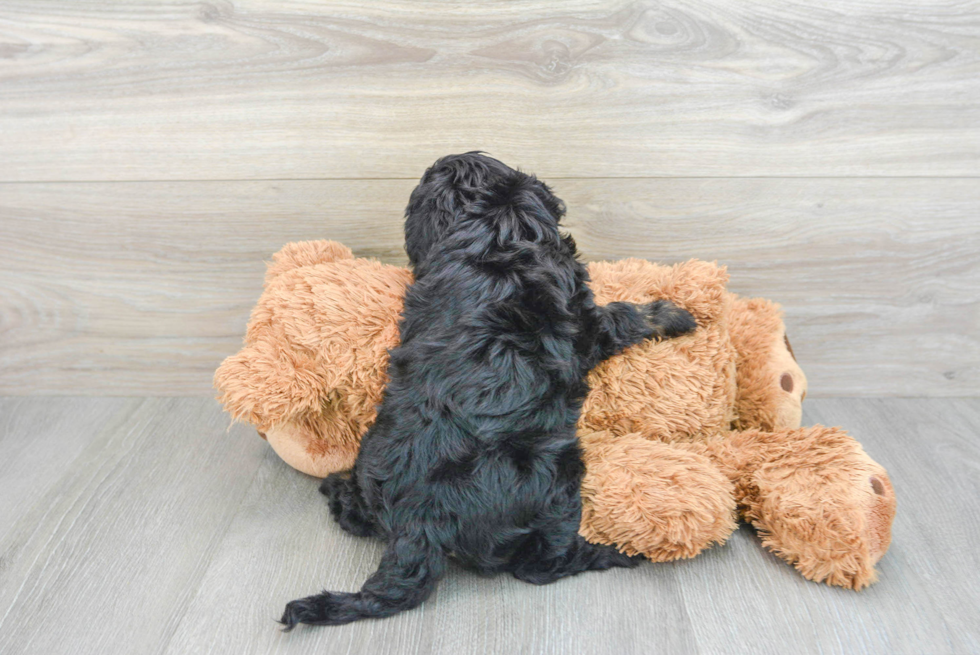 Cavapoo Pup Being Cute