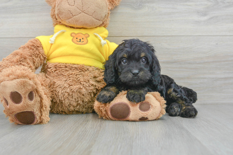 Fluffy Cavapoo Poodle Mix Pup