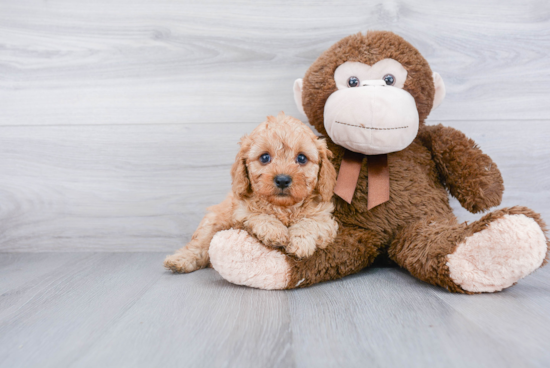 Best Cavapoo Baby