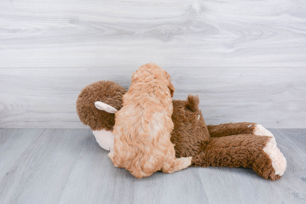 Popular Cavapoo Poodle Mix Pup