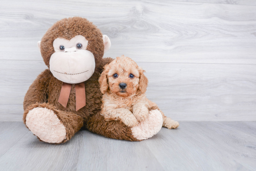 Cute Cavapoo Baby