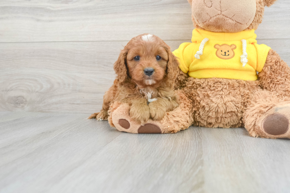 Cute Cavapoo Baby