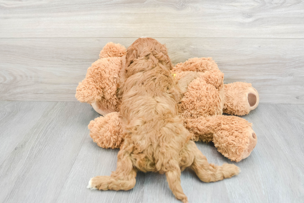 Funny Cavapoo Poodle Mix Pup