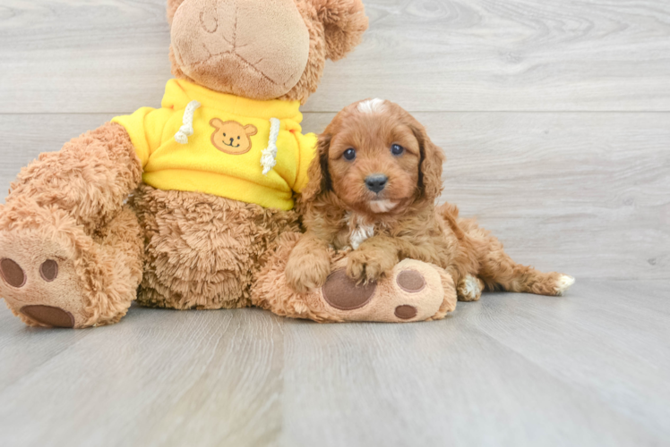 Best Cavapoo Baby