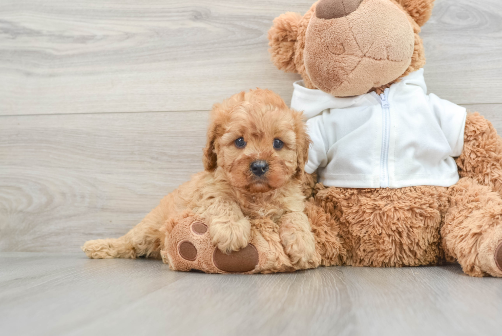 Best Cavapoo Baby