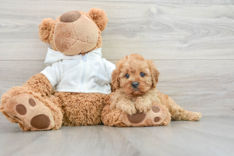 Fluffy Cavapoo Poodle Mix Pup