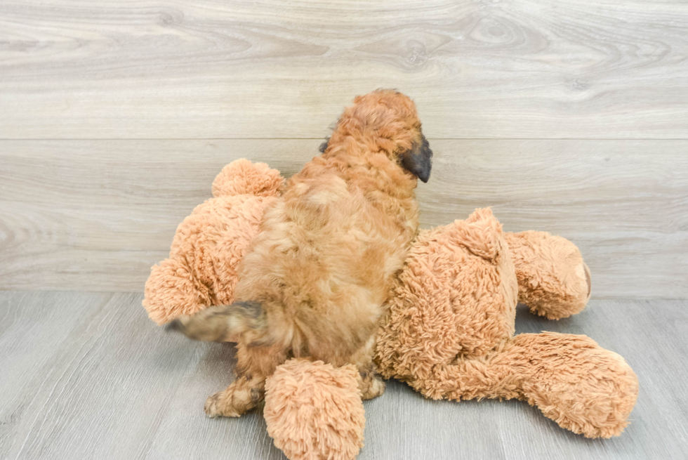 Best Cavapoo Baby