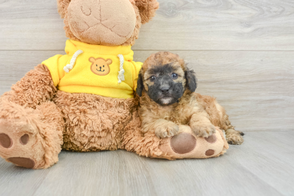 Cute Cavapoo Baby