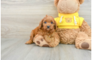 Little Cavipoo Poodle Mix Puppy