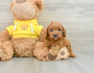 8 week old Cavapoo Puppy For Sale - Premier Pups