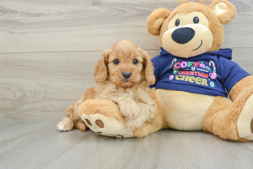 Cavapoo Pup Being Cute