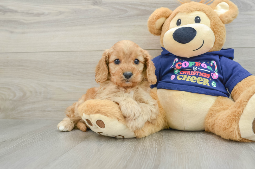 5 week old Cavapoo Puppy For Sale - Premier Pups