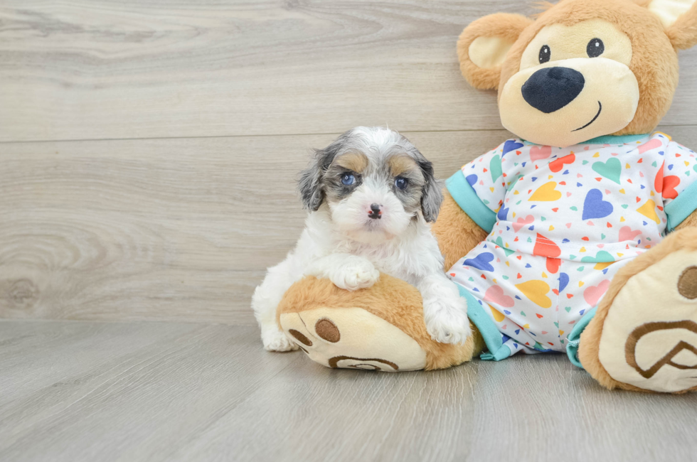 6 week old Cavapoo Puppy For Sale - Premier Pups