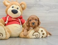 8 week old Cavapoo Puppy For Sale - Premier Pups