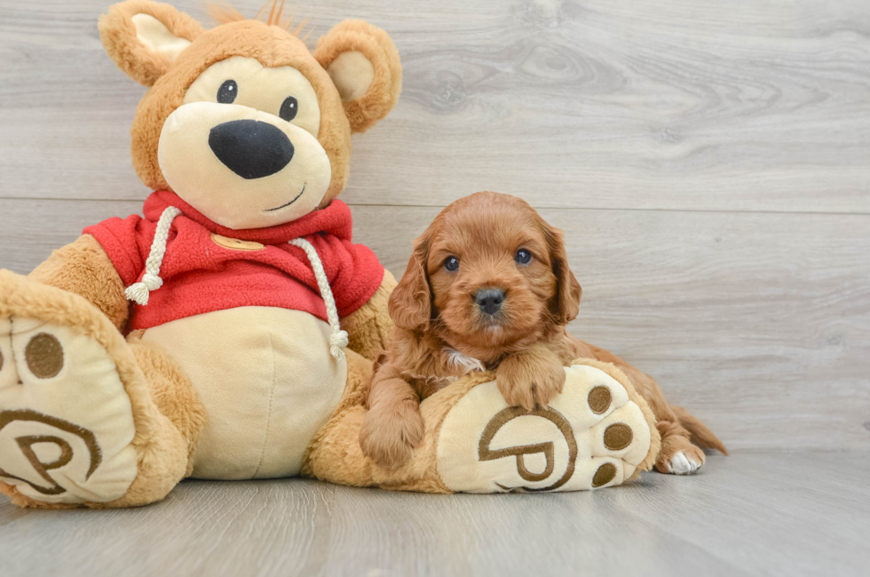 5 week old Cavapoo Puppy For Sale - Premier Pups