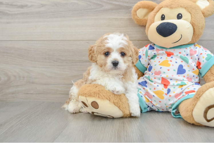 Small Cavapoo Baby