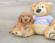 9 week old Cavapoo Puppy For Sale - Premier Pups