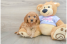Funny Cavapoo Poodle Mix Pup