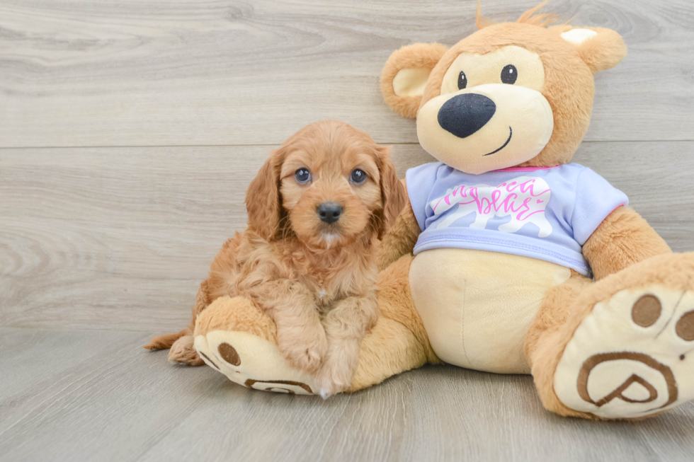 Funny Cavapoo Poodle Mix Pup
