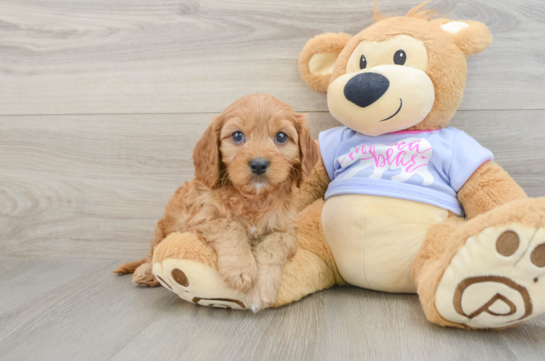 Funny Cavapoo Poodle Mix Pup