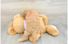 Little Cavipoo Poodle Mix Puppy