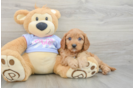 Friendly Cavapoo Baby